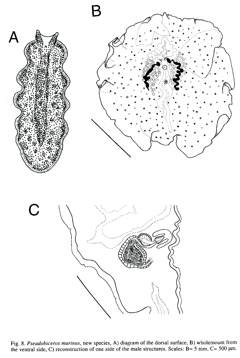 Fig Pseudobiceros murinus