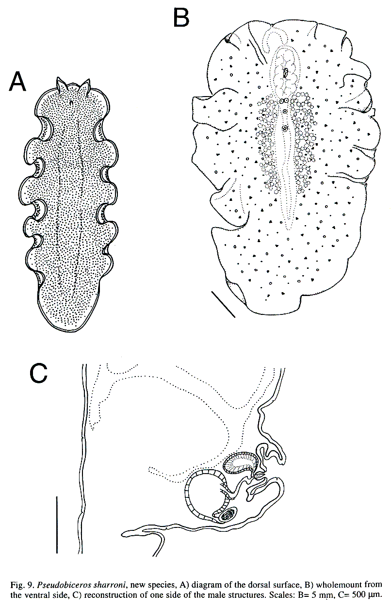 Fig Pseudobiceros sharroni