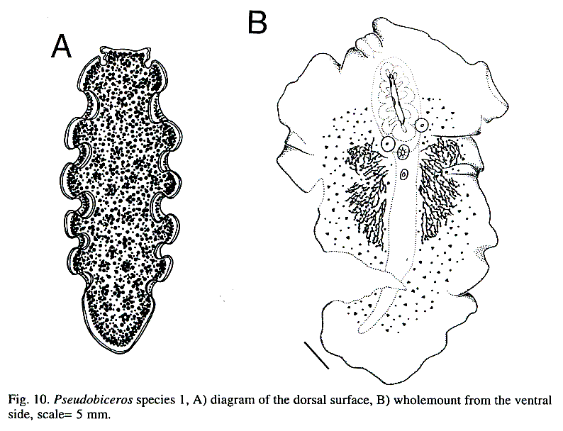 Fig Pseudobiceros sp. 1