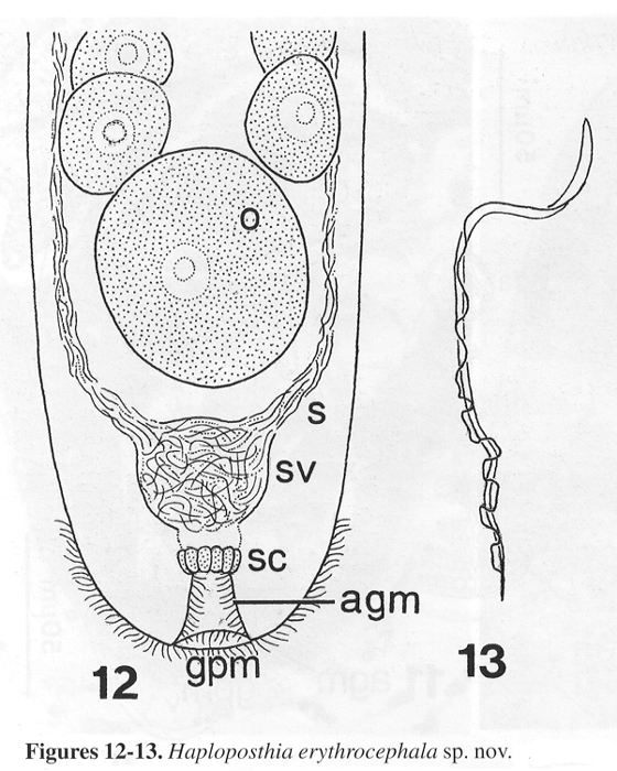 Fig Haploposthia erythrocephala