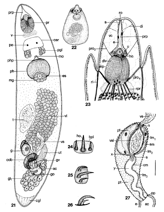 Fig Orbiculorhynchus luebbeni