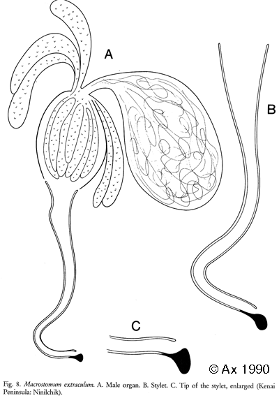 Fig Macrostomum extraculum