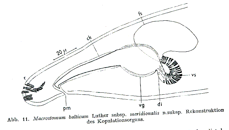 Fig Macrostomum balticum meridionalis