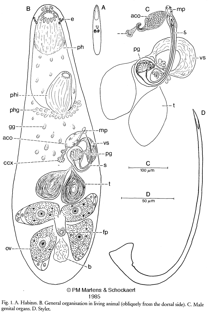 Fig Gnosonesima mediterranea