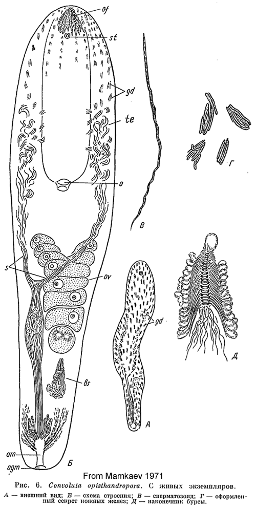 Fig Pseudohaplogonaria opisthandropora