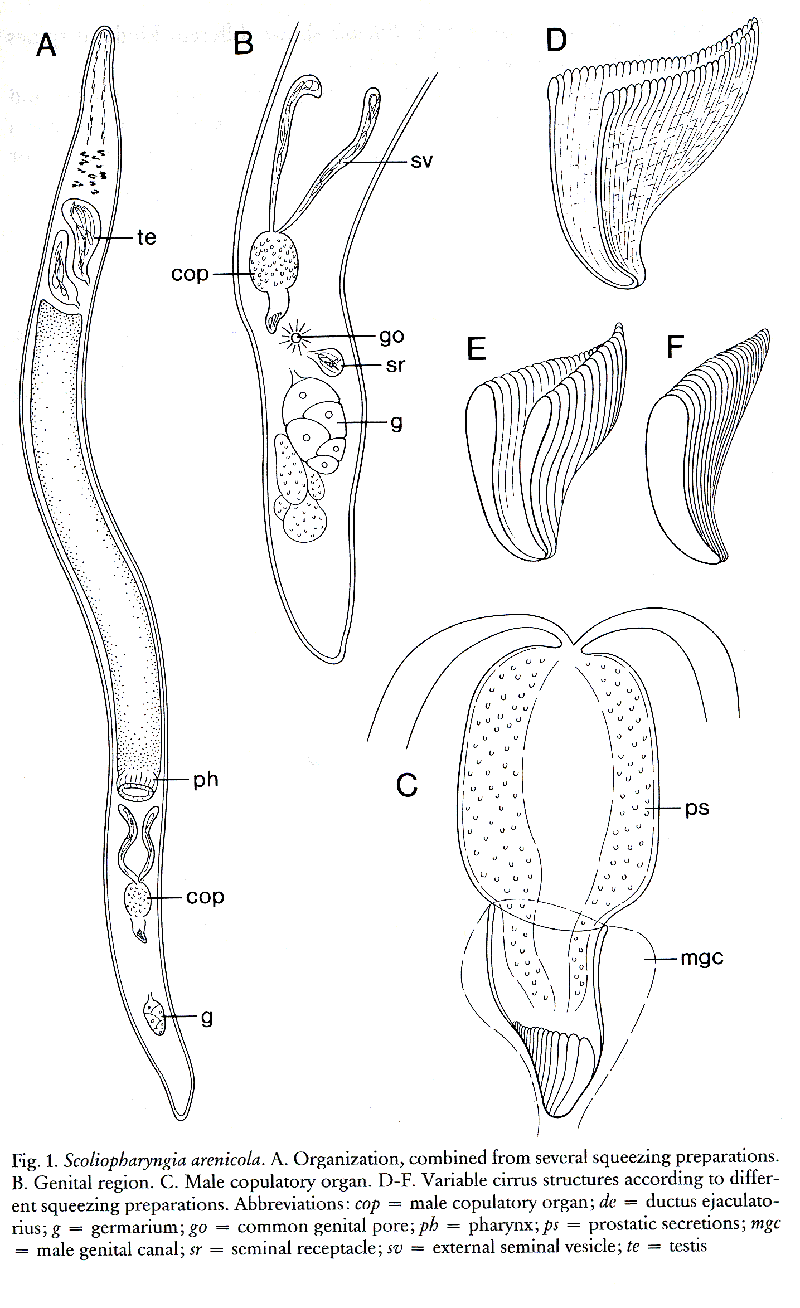 Fig Scoliopharyngia arenicola
