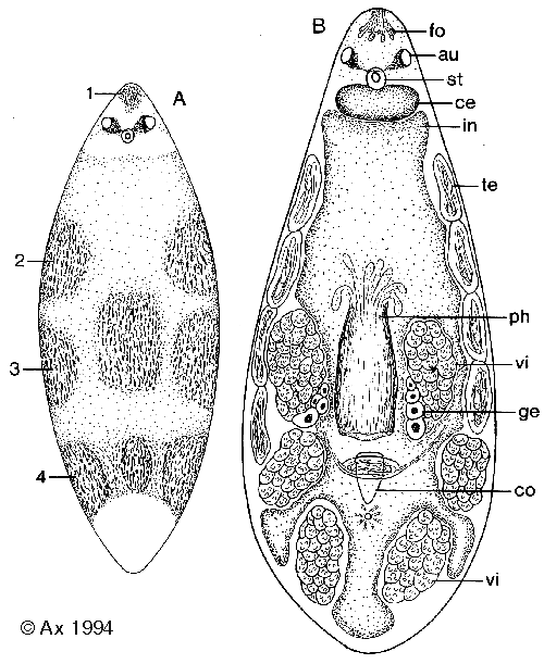 Fig Japanoplana insolita