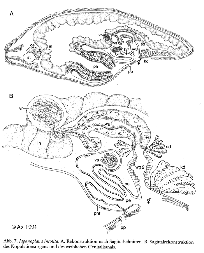 Fig Japanoplana insolita