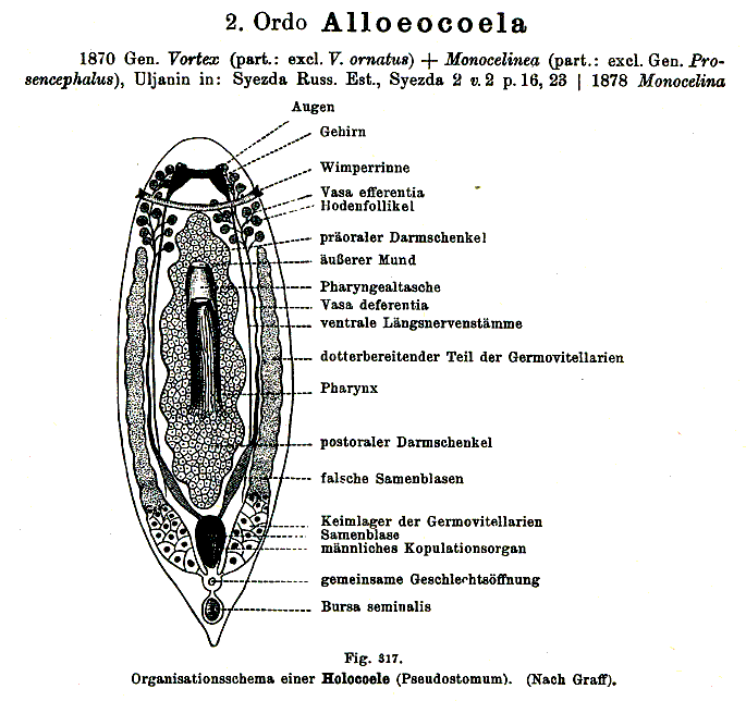Fig Neoophora Alloeocoela