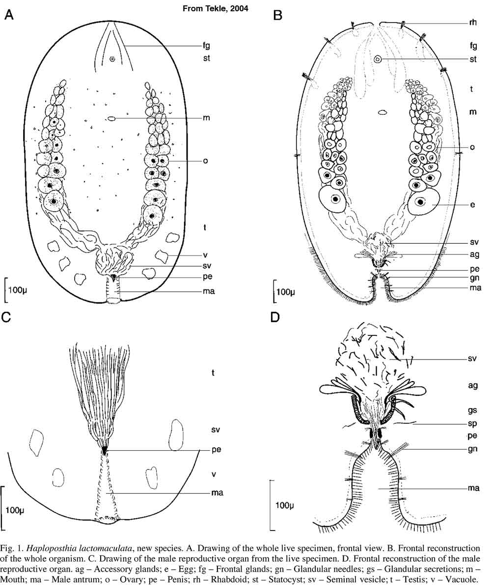 Fig Haploposthia lactomaculata