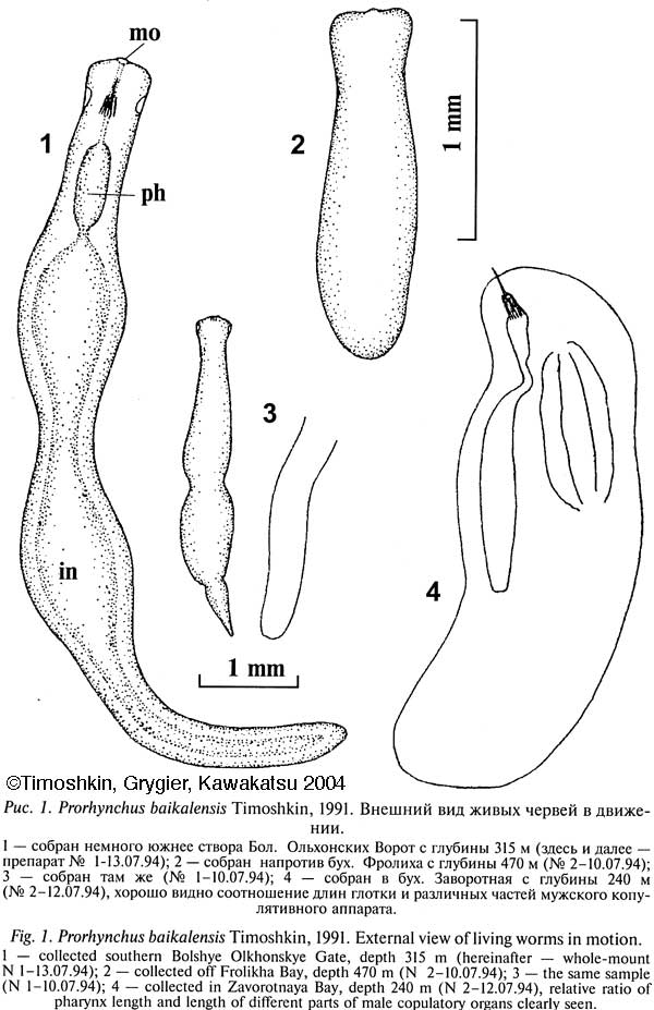 Fig Prorhynchus baikalensis