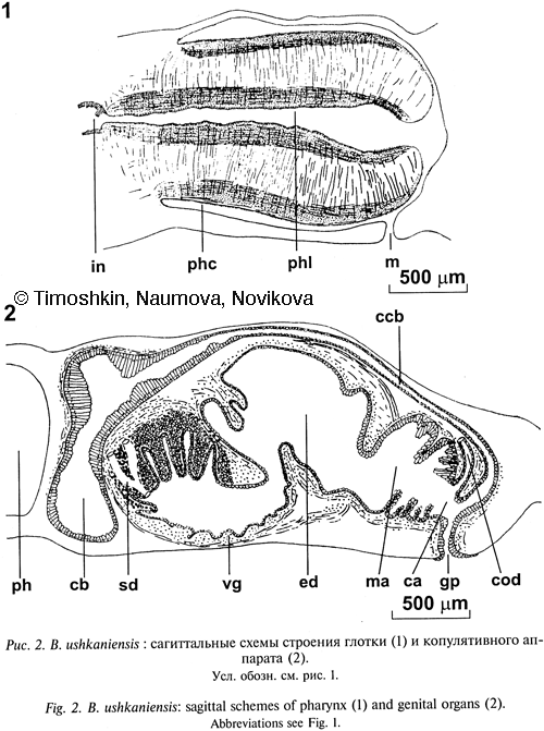 Fig Bdellocephala ushkaniensis