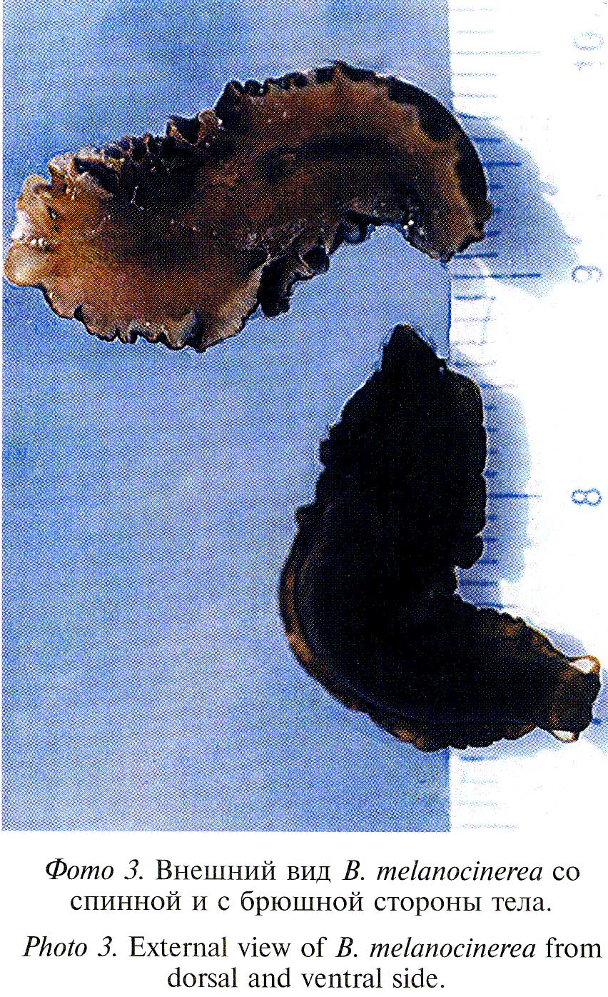 Fig Bdellocephala melanocinerea