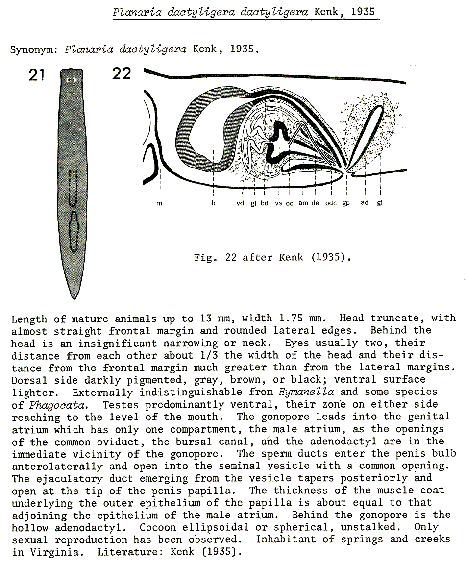 Fig Paraplanaria dactyligera