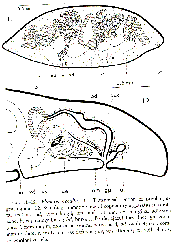 Fig Planaria occulta