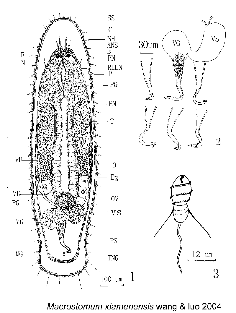 Fig Macrostomum xiamensis