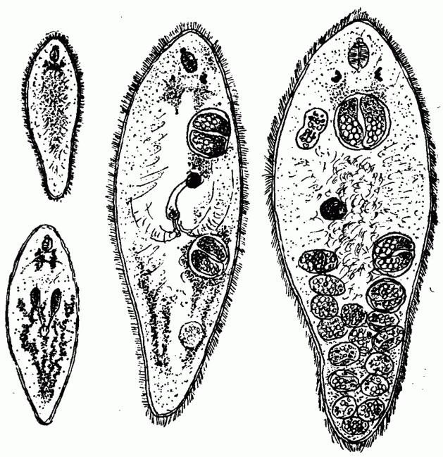 Fig Paravortex nicolli