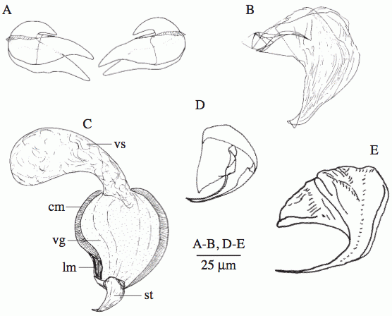 Fig Uncinorhynchus vorago