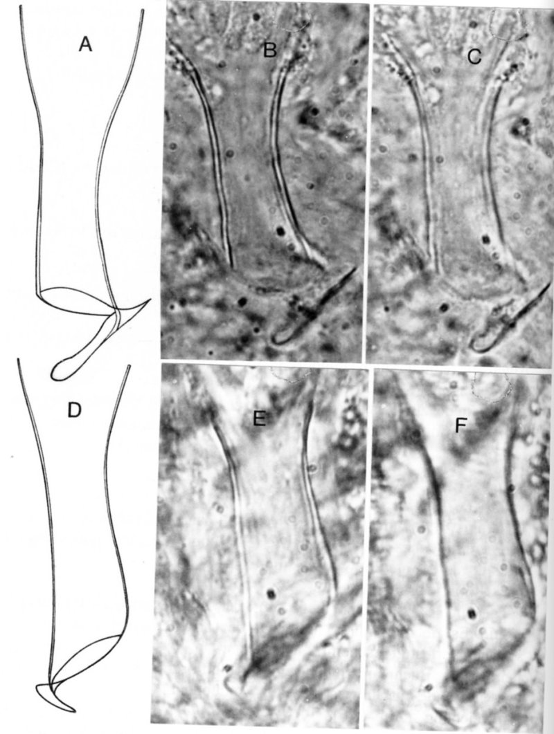 Fig Provortex impeditus