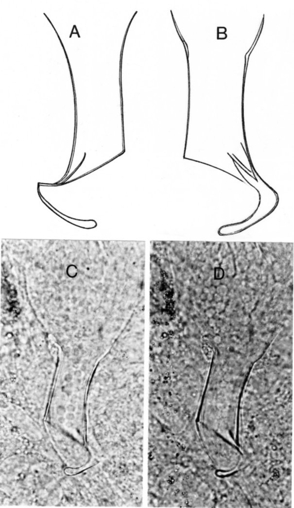 Fig Provortex impeditus