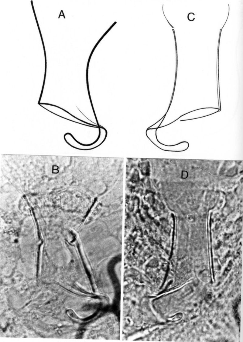 Fig Provortex impeditus