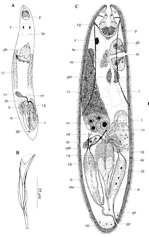 Fig Acirrostylus poncedeleoni