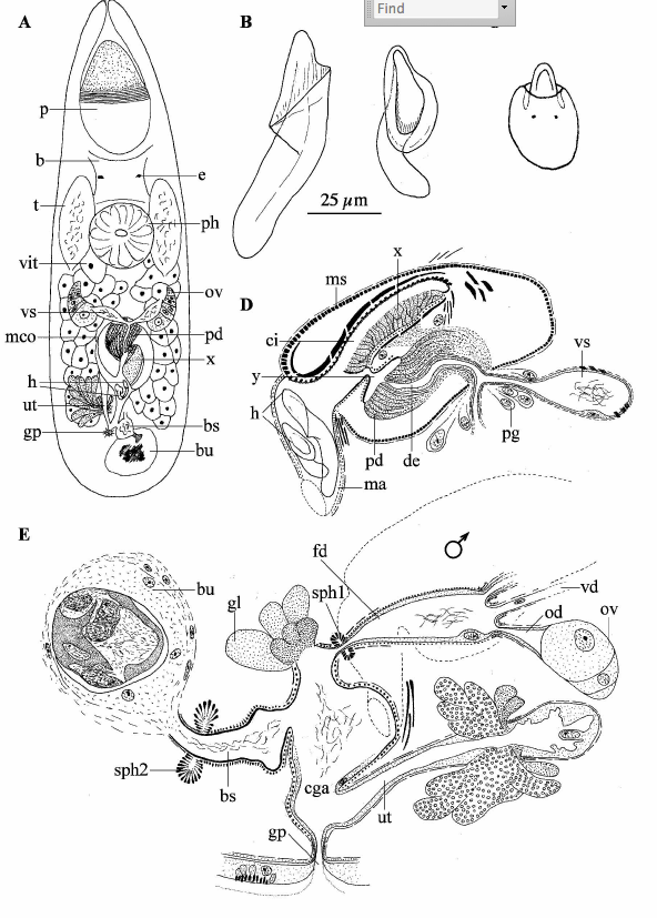 Fig Reinhardorhynchus  renei