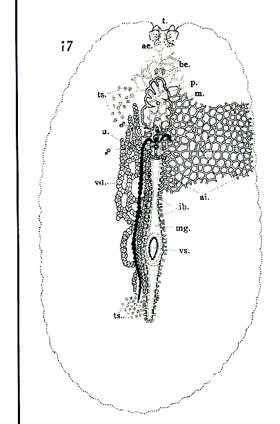 Fig Acanthozoon lepidum