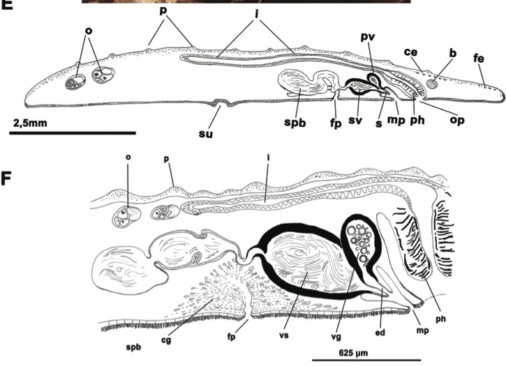 Fig Cycloporus papillosus