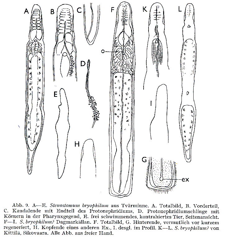 Fig Stenostomum bryophilum