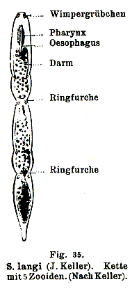 Fig Stenostomum langi