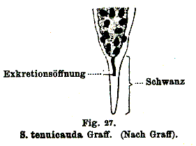 Fig Stenostomum tenuicauda