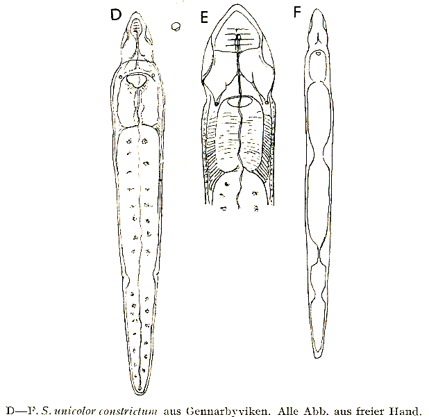 Fig Stenostomum unicolor constrictum