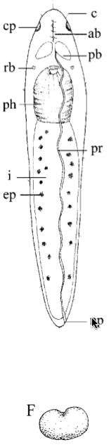 Fig Stenostomum unicolor