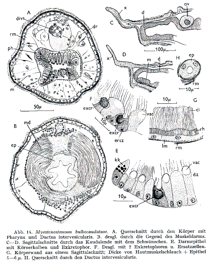 Fig Myostenostomum bulbocaudatum