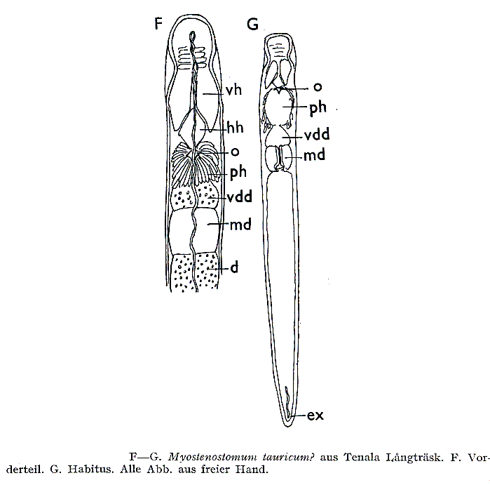 Fig Myostenostomum tauricum