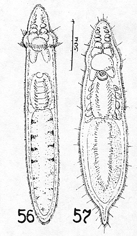 Fig Rhynchoscolex evelinae