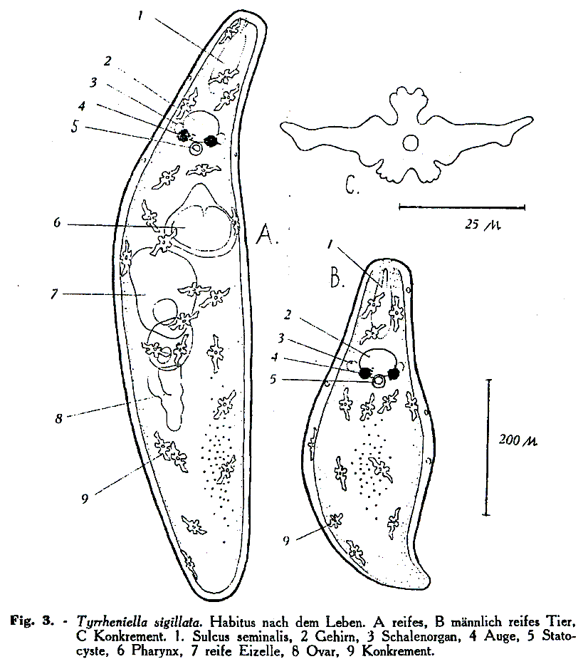 Fig Tyrrheniella sigillata