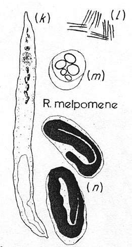 Fig Retronectes melpomene