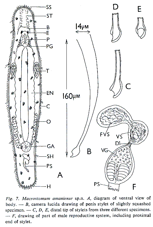 Fig Macrostomum amaniense