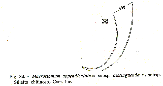Fig Macrostomum appendiculatum (1) distinguenda