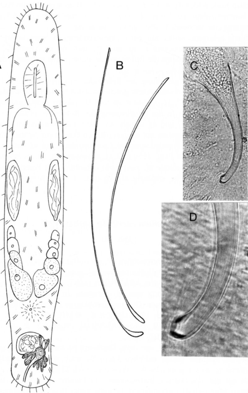 Fig Macrostomum curvituba