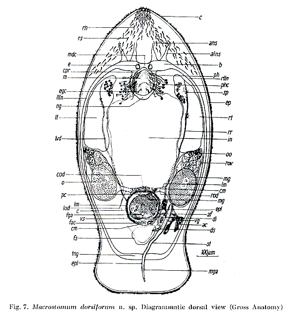 Fig Macrostomum dorsiforum