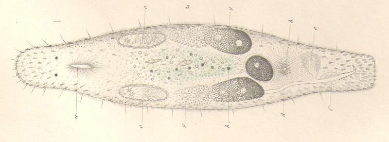Fig Macrostomum hystrix