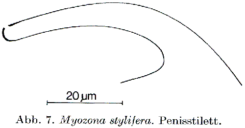Fig Myozona stylifera