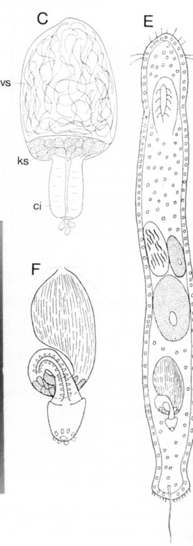 Fig Psammomacrostomum turbanelloides