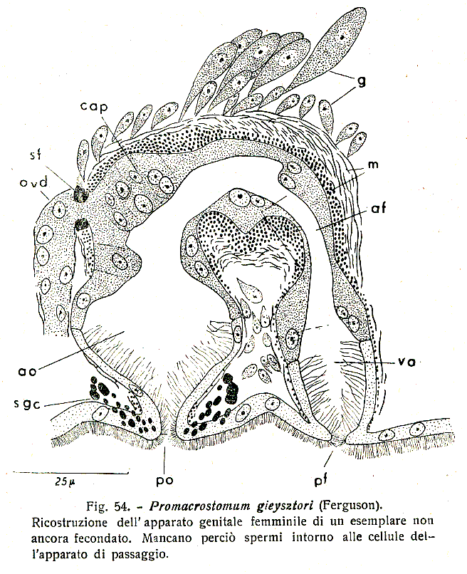 Fig Promacrostomum gieysztori