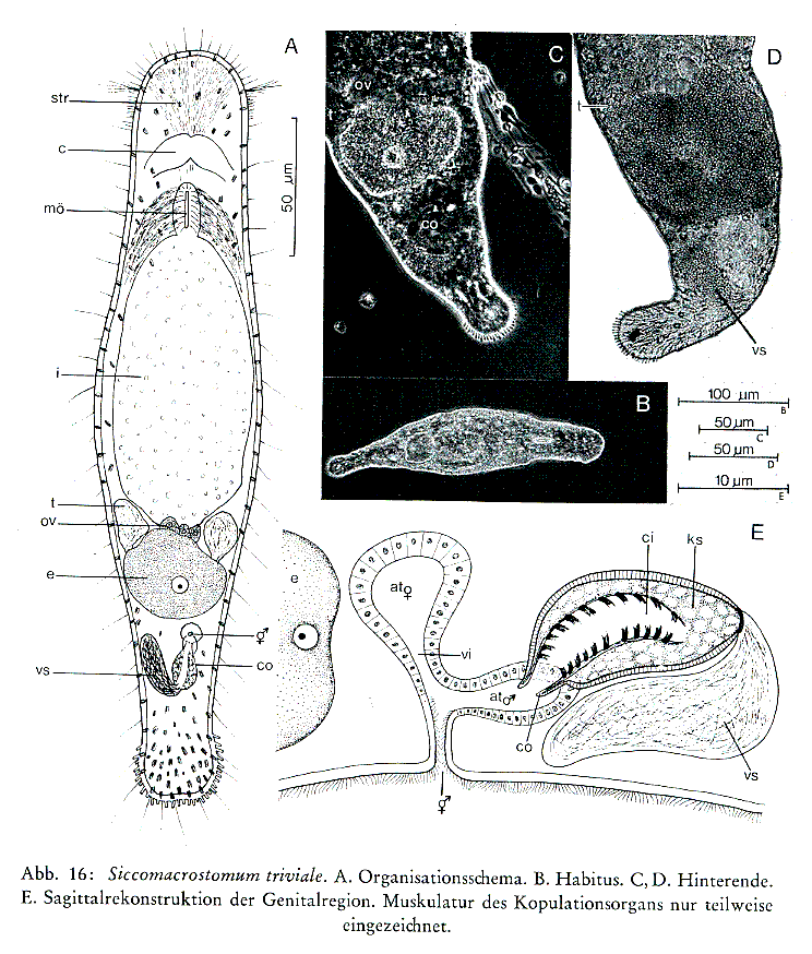 Fig Siccomacrostomum triviale