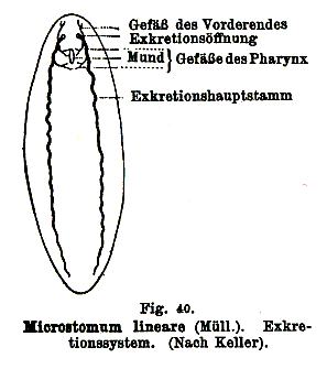 Fig Microstomum lineare
