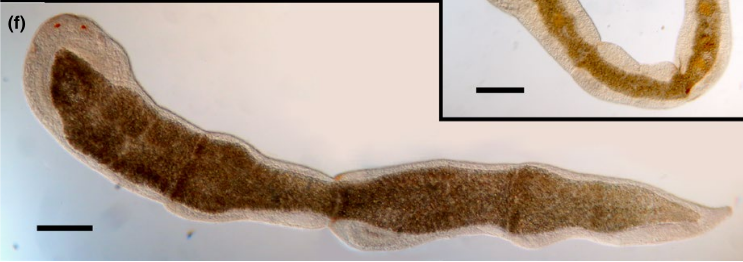 Fig Microstomum lineare